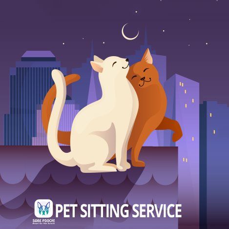 SoBe Pooch pet sitting service illustration of a dog and cat
