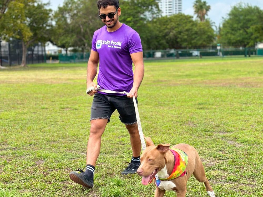 A SoBe Pooch walker walking a dog on the grass